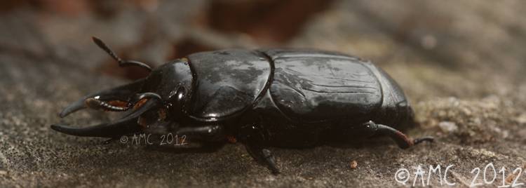 Coleoptera histeridae